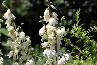 Yucca filamentosa