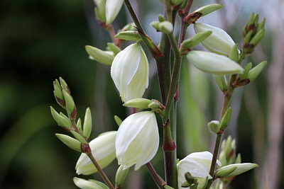 Gartenyucca