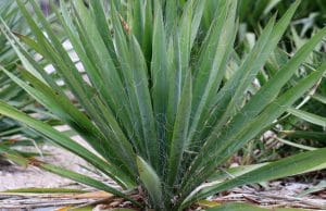 Yucca filamentosa