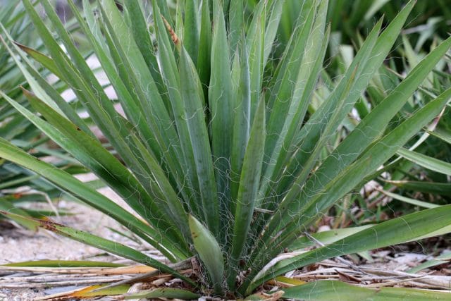 Yucca filamentosa