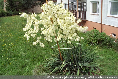 Gartenyucca