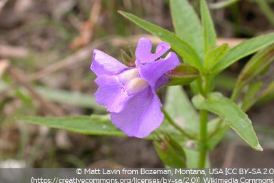 Mimulus ringens