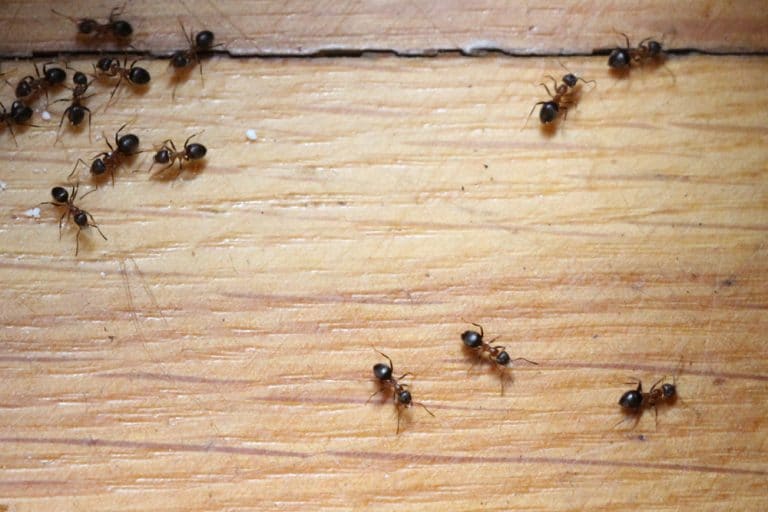 Fliegende Ameisen in Haus und Garten bekämpfen - Gartendialog.de