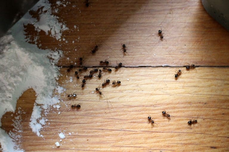 Ameisenbekämpfung in Haus, Garten und Rasen - Gartendialog.de