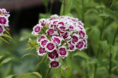 Dianthus barbatus