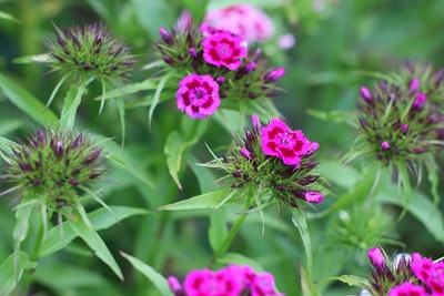 Dianthus barbatus