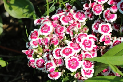 Dianthus barbatus