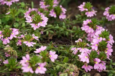 Scaevola aemula