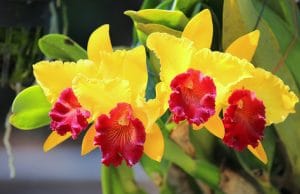 Cattleya-Orchidee