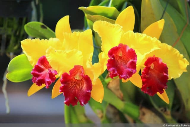 Cattleya-Orchidee