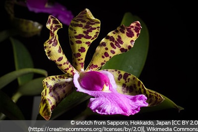 Cattleya C. Green Emerald