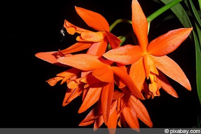 Cattleya-Orchidee