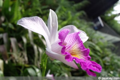 Cattleya-Orchidee