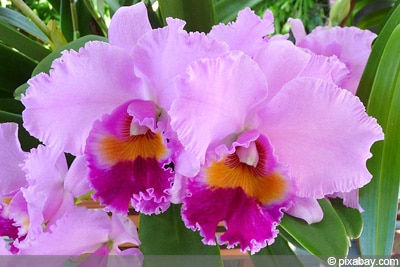 Cattleya-Orchidee