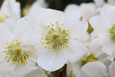 Helleborus niger