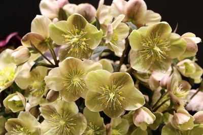 Helleborus niger