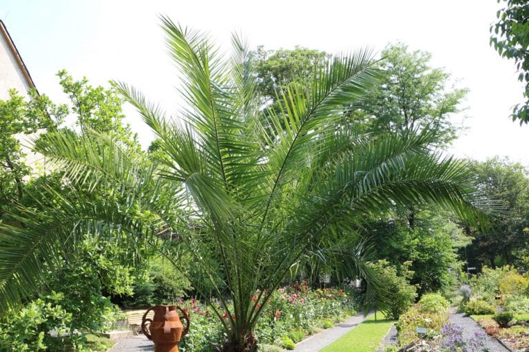 Beliebte tropische Pflanzen für den Garten Gartendialog.de