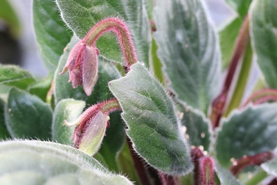 Streptocarpus