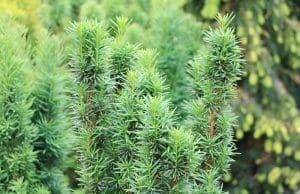 Taxus baccata