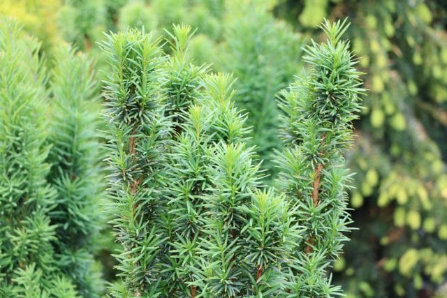 Taxus baccata