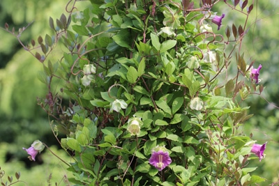 Cobaea scandens