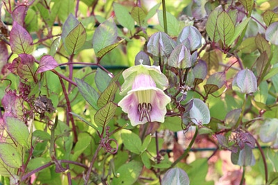 Cobaea scandens