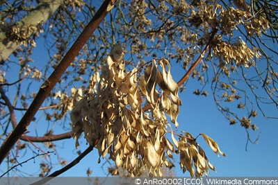 Ailanthus altissima