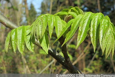 Ailanthus altissima