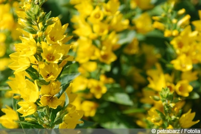 Lysimachia punctata