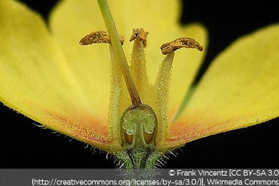 Lysimachia punctata