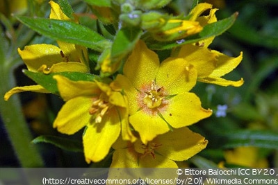 Lysimachia punctata