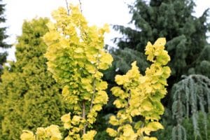 Goldulme, Ulmus carpinifolia Wredei - Pflege und Schneiden