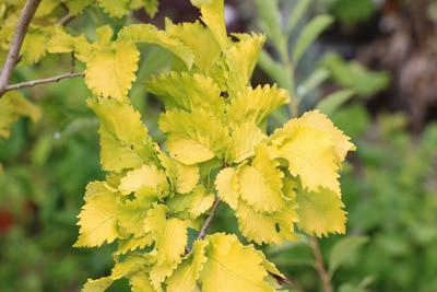 Ulmus carpinifolia Wredei