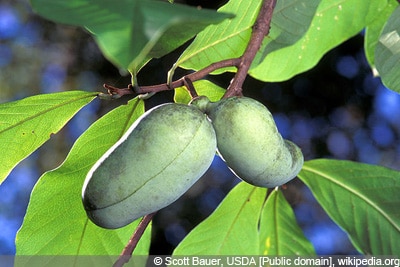 Indianerbanane