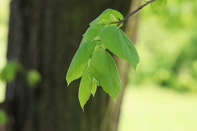 Sommerlinde