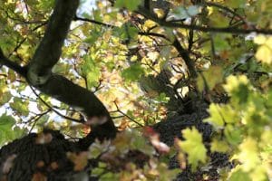 Spitzahorn, Acer platanoides - Steckbrief und Pflege - Gartendialog.de
