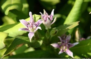 Krötenlilie Tigerstern Tricyrtis hirta