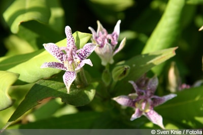 Krötenlilie Tigerstern Tricyrtis hirta