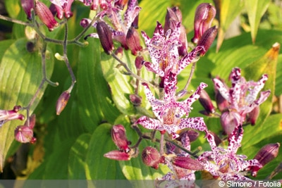 Krötenlilie Tigerstern Tricyrtis hirta