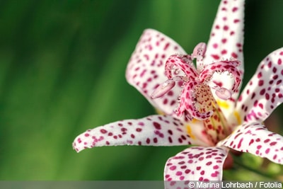 Krötenlilie Tigerstern Tricyrtis hirta