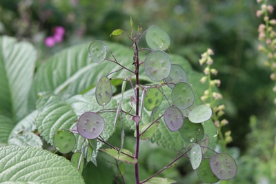 Lunaria annua, einjähriges Silberblatt