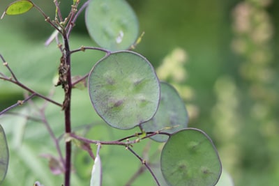 Lunaria annua, einjähriges Silberblatt