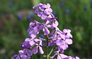 Lunaria annua, einjähriges Silberblatt