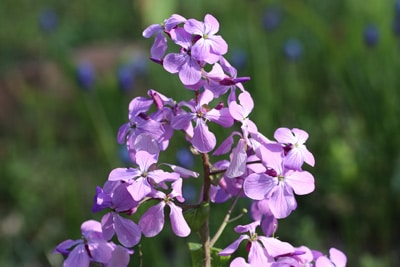 Lunaria annua, einjähriges Silberblatt