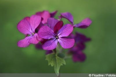 Lunaria annua, einjähriges Silberblatt