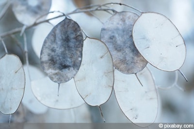 Lunaria annua, einjähriges Silberblatt