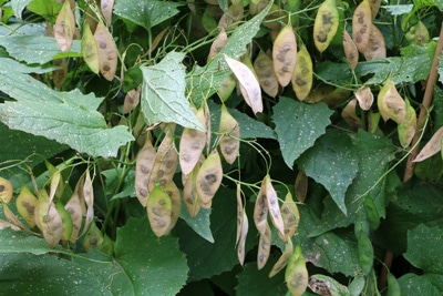 Lunaria rediviva, ausdauerndes Silberblatt