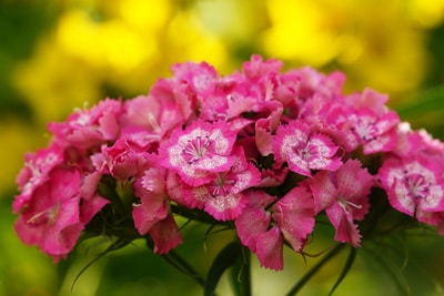 Nelken Dianthus