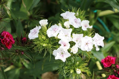 Nelken Dianthus