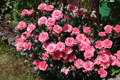 Nelken Dianthus